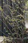 Fragrant sumac